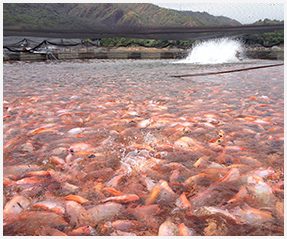 Tilapia Farm